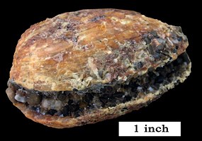 Clam