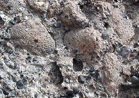 Clams on the Fossil Discovery Trail