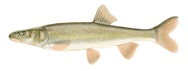 An illustration of a fish with a large head, big lips, greenish-gray back, and pale belly.