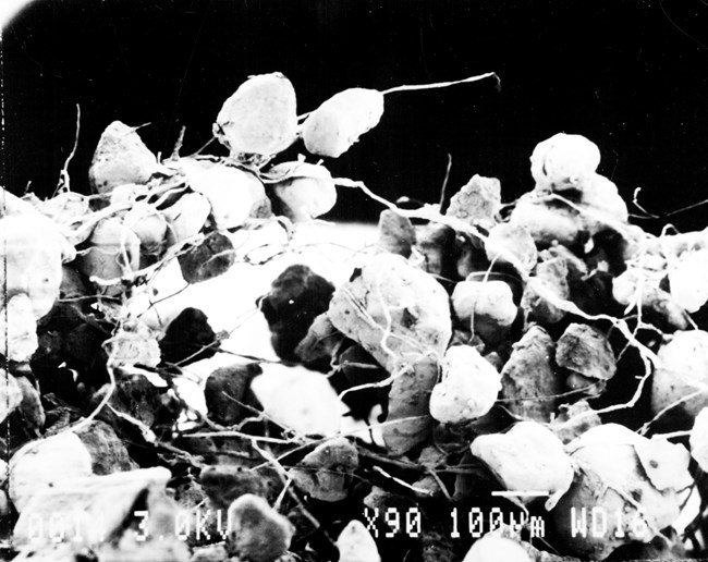 A black-and-white microscope image of cyanobacteria filaments weaving through sand grains in biological soil crust.