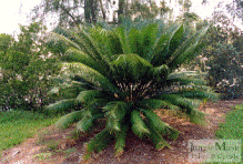 Cycad