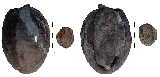 Dinochelys specimens