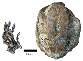 An adult Dinochelys flipper is almost the size of the juvenile’s entire shell!  Notice the extremely well preserved back foot on the juvenile. Scale bar is one inch.