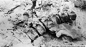 Fossil bones protruding from rock