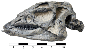 The adult Dryosaurus skull from Dinosaur is the best ever found. Compare the features in this cast of the adult to that of the juvenile.