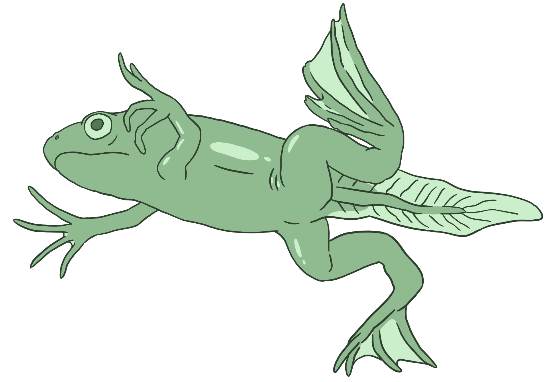 A drawing of a juvenile species of Late Jurassic frog called Rhadinosteus parvus.