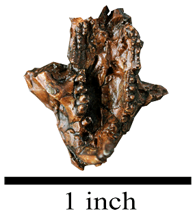 If you look closely at the edges of the skull, you can see some teeth. This specimen has the most complete dentition (set of teeth) of any multituberculate ever found.