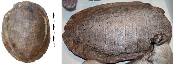 Glyptops plicatulus