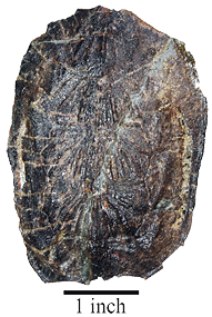 Glyptops juvenile back
