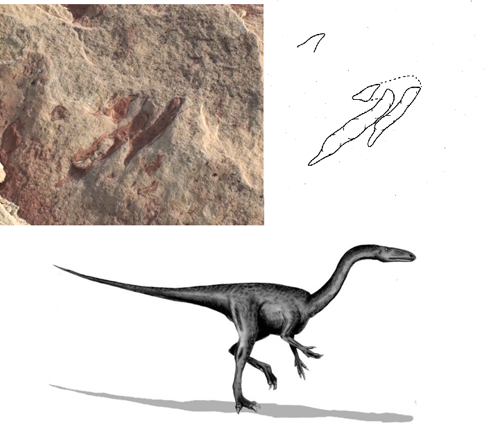 File:Dinosaur track.jpg - Wikimedia Commons