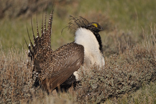A male greater sage grouse in full mating plumage, with a brown body, white collar, fanned tail like a turkey, and small patch of yellow above the eye.
