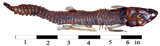 This Hoplosuchus cast shows the many individual plates of armor along its back.