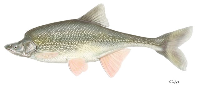 An illustration of a silvery gray fish with a narrow face, pale yellow belly, and large hump behind its head.