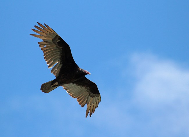 A large, dark colored bird with light brown primary feathers soars in a blue sky. The bird's head is featherless and pink, with a white-tipped beak.