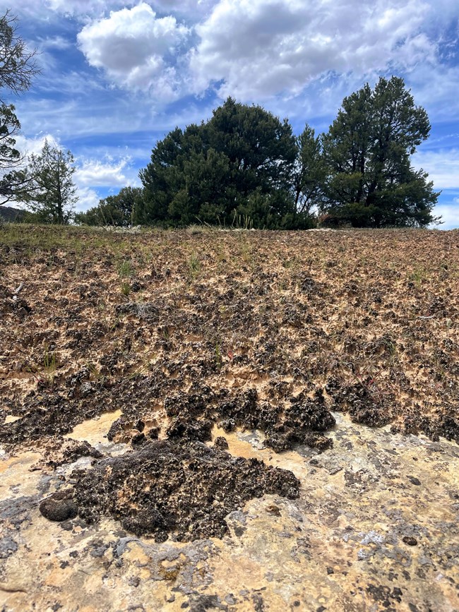 A landscape of bare rock bordered by dark cryptobiotic soil crusts. Plants and trees grow out of it in the distance.