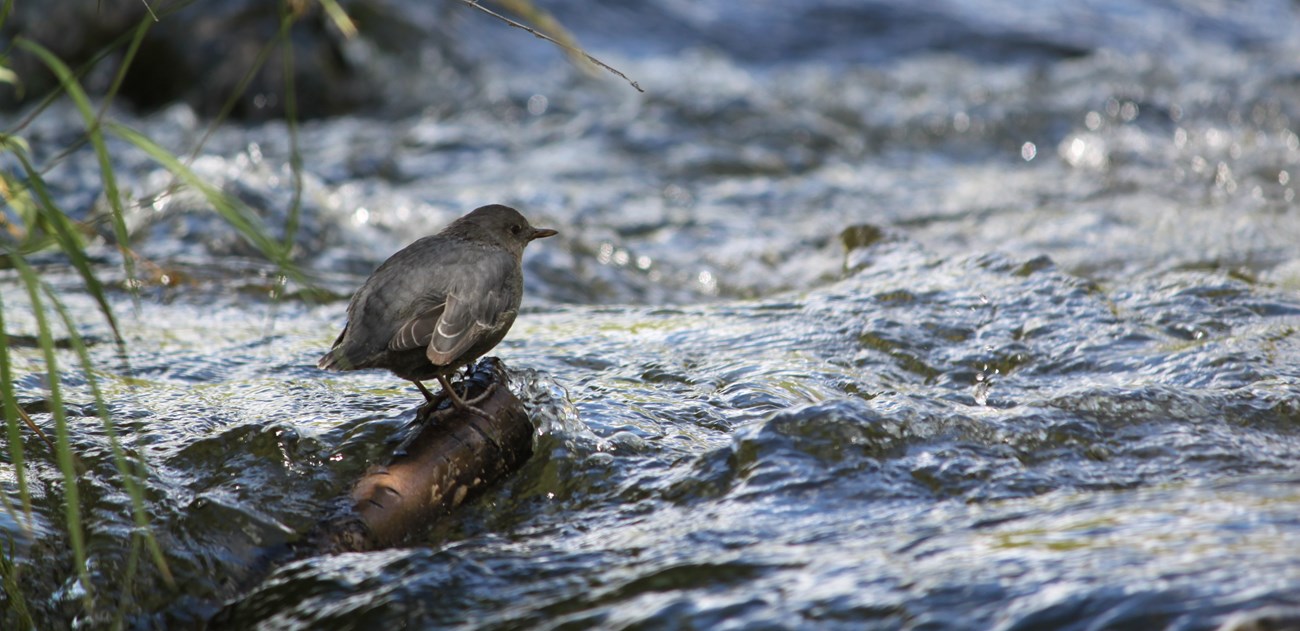 A small, gray bird perches on a rock in a running river beneath some plants.