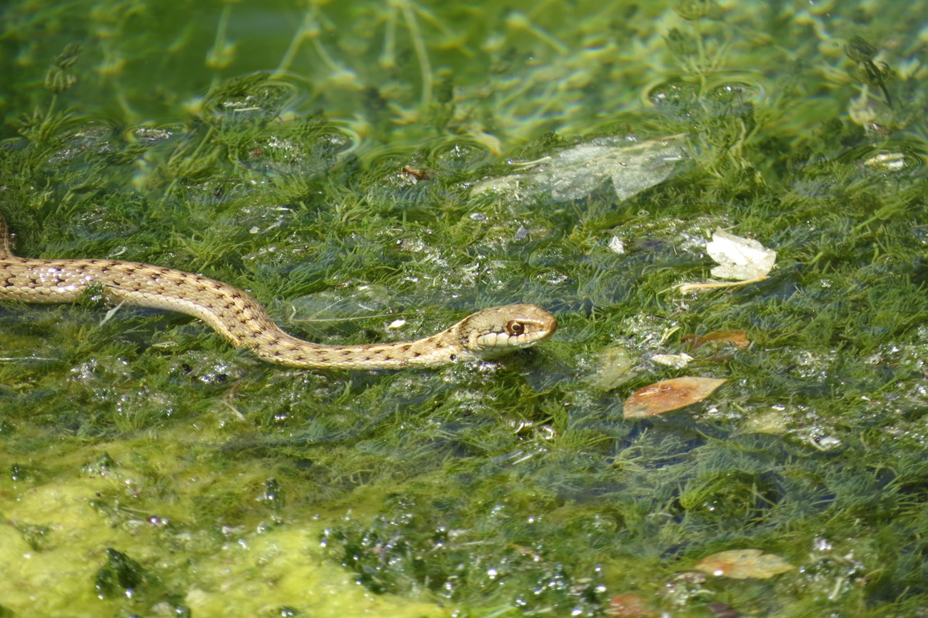 A gartersnake swims through water plants.