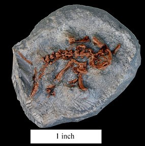 Iridotriton