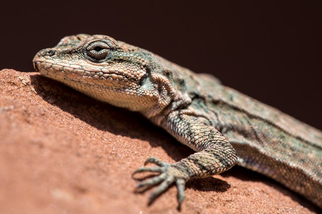 A close up head-and-torso photo of what is likely an ornate tree lizard resting on a red rock.