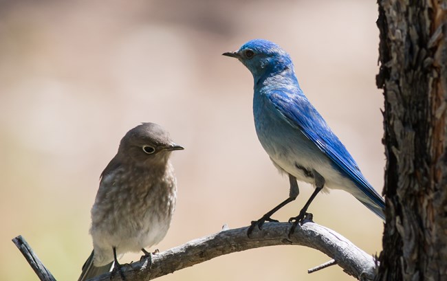 Two small birds are sitting on a branch. The one on the left is a fledgling mountain bluebird, with brown feathers. The one on the right is an adult male mountain bluebird with blue feathers on his back and a pale gray belly.