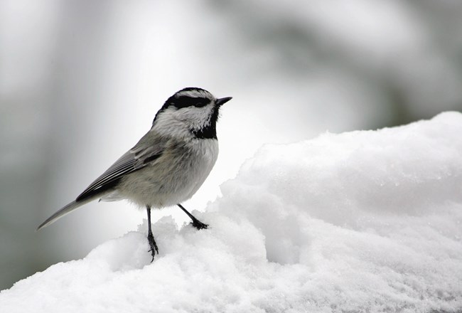 A small, chubby bird with a gray back and belly, a white and black head, and black legs perches in the snow.
