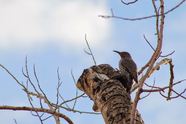 A bird of the woodpecker family perches on the side of a tree. It has a grayish brown back, white belly, black spots, and a red streak coming from its curved beak.