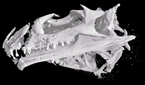CT scan of Opisthias skull