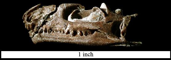 Opisthias skull Opisthias skull