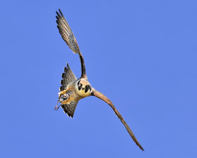 Frontal view of a flying falcon with a dark face, yellow beak, white chest, and brown barred feathers on its wings and tail. It is carrying a small bird in its yellow talons.