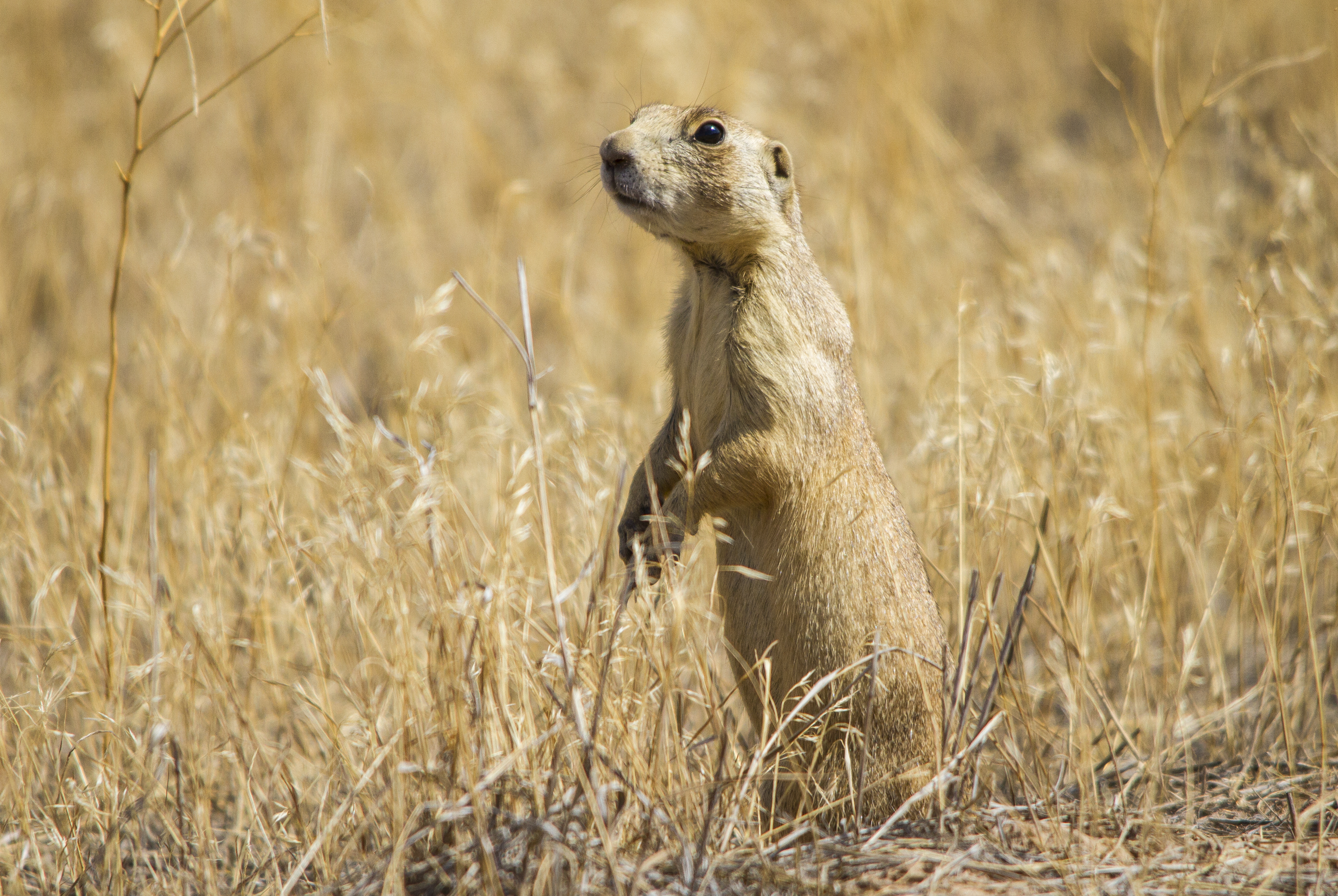 A prairie dog, a small rodent with light yellow fur and dark eyes, stands alert on its hind legs amongst dry grass.