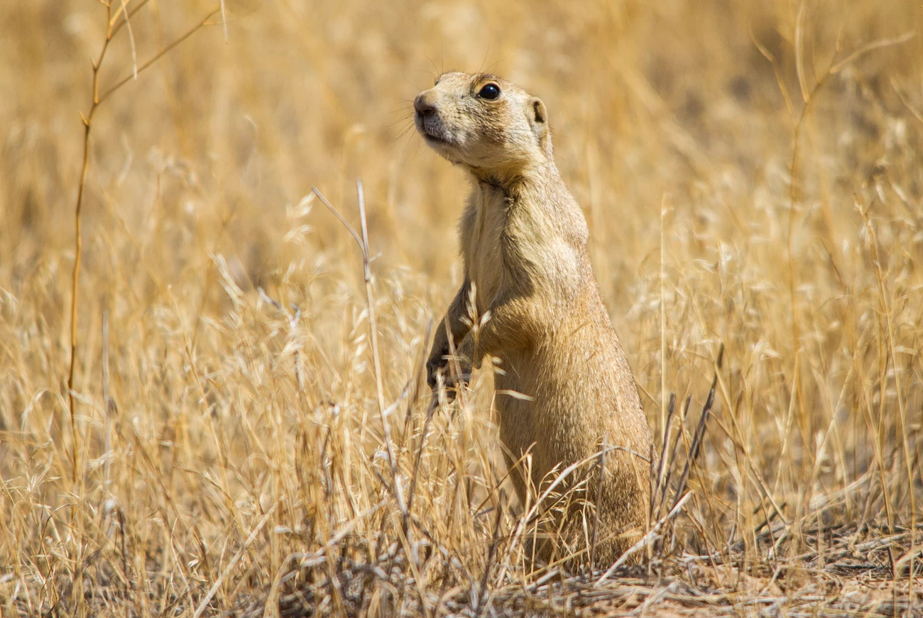 Prairie Dog by Jake Frank A prairie dog, a small rodent with light yellow fur and dark eyes, stands alert on its hind legs amongst dry grass.