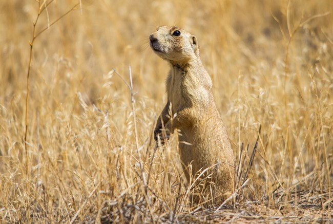 A prairie dog, a small rodent with light yellow fur and dark eyes, stands alert on its hind legs amongst dry grass.