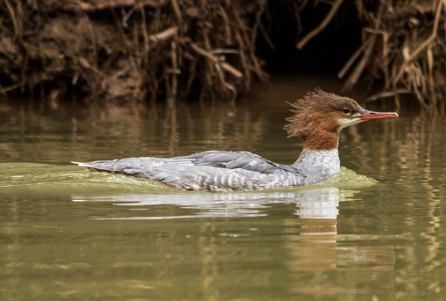 A bird similar to a duck swimming in greenish water. The bird has pale gray back feathers and a reddish-brown head with feathers fanning off the back of it. The chest and chin are stark white.