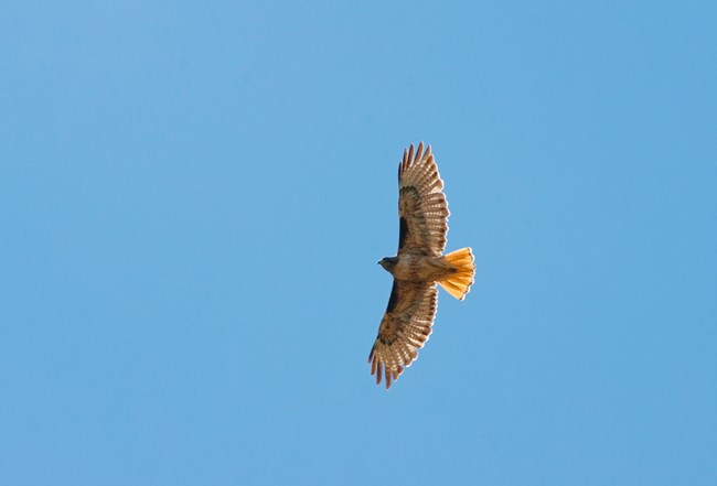 View from below of a red tailed hawk soaring in a clear blue sky. The bird has a dark head, a mix of brown and white barred feathers, and a noticeable reddish-brown tail.