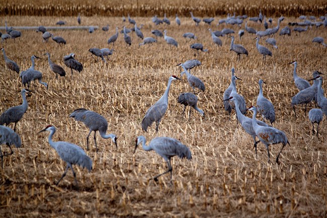 A dry crop field with many long-necked birds standing in it. Each bird is a crane, with a gray back, long neck, and a golden eye surrounded by a patch of in dark red feathers.