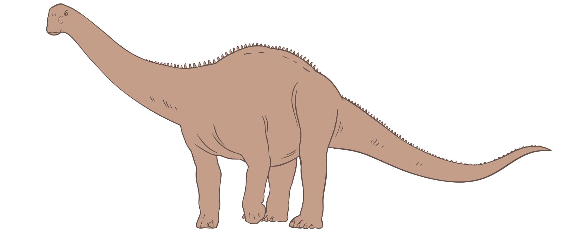 A drawing of a sauropod dinosaur, with a long neck, long tail, and four pillar-like legs supporting its body.