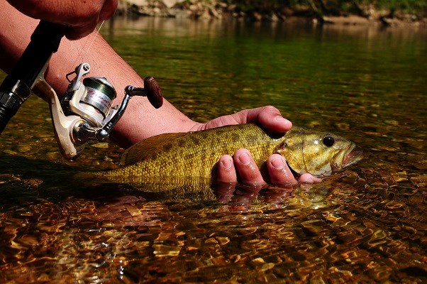 A hand holds a green and yellow fish halfway in the water next to a fishing pole.