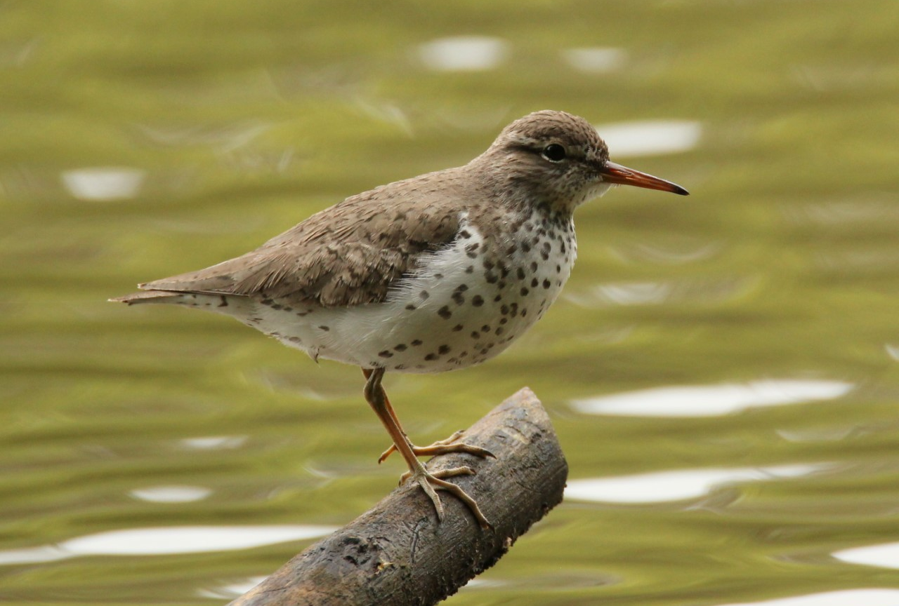 A small brown bird with a thin, pink beak, and white belly with brown spots perches on a branch near water.