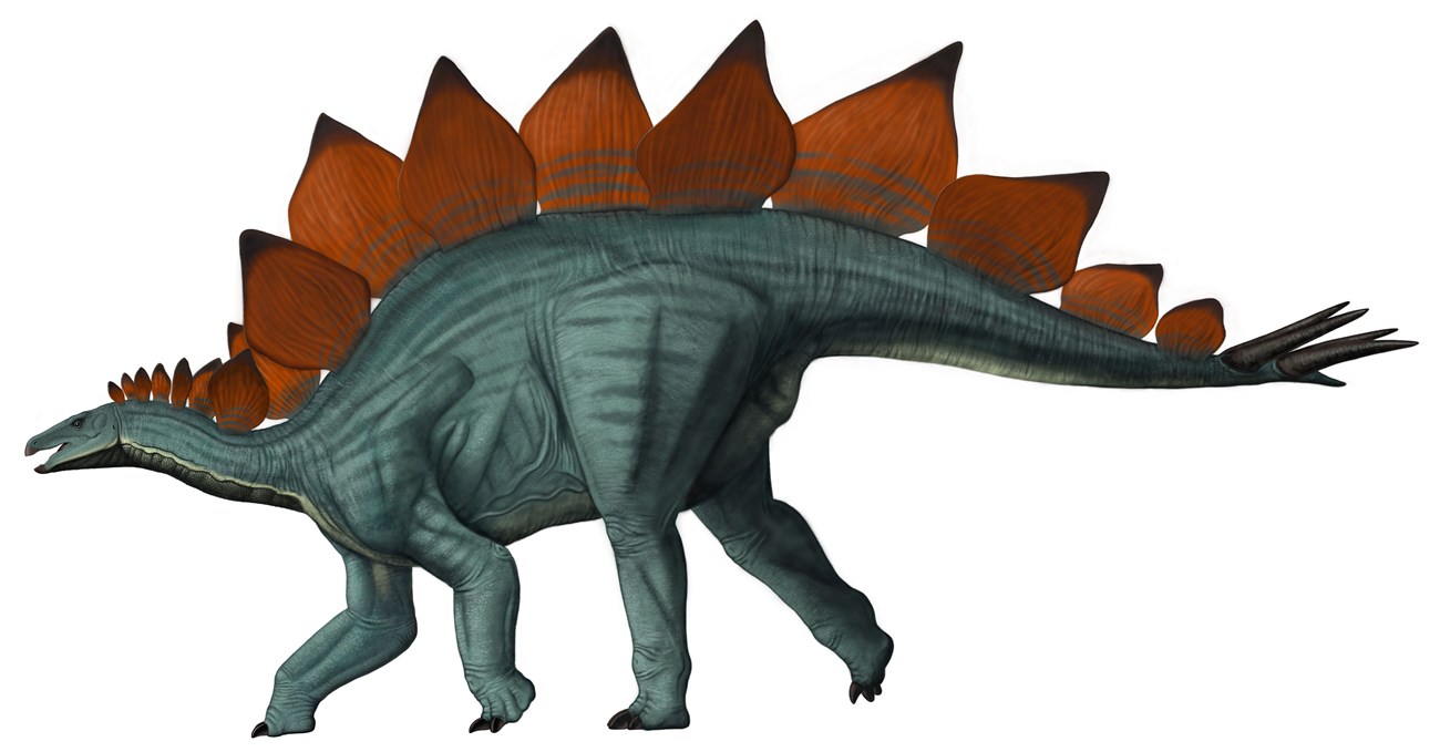 Artwork depicting a stegosaurus dinosaur