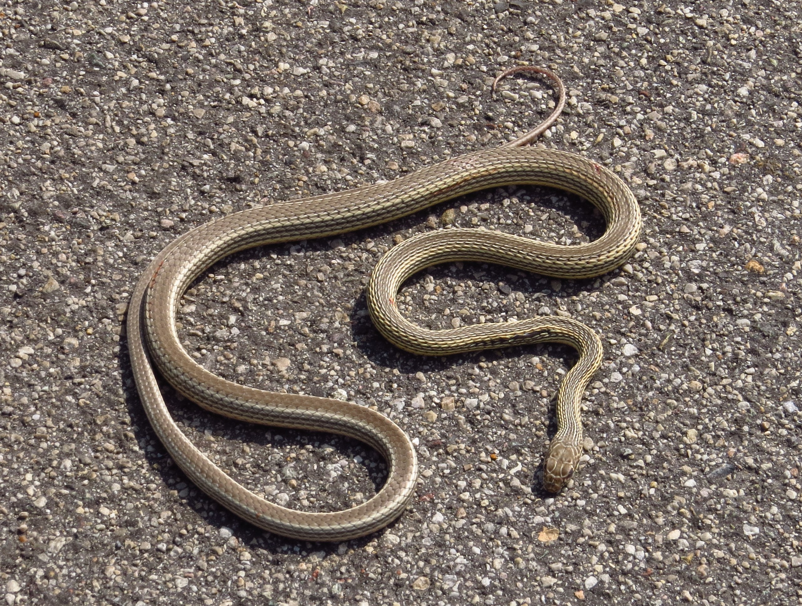 Reptiles - Dinosaur National Monument (U.S. National Park Service)