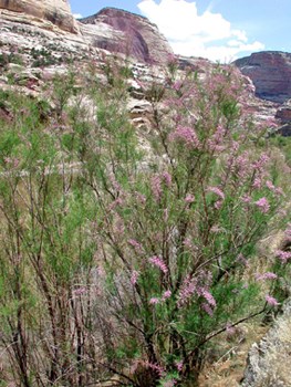 Tamarisk along the Yampa River.
