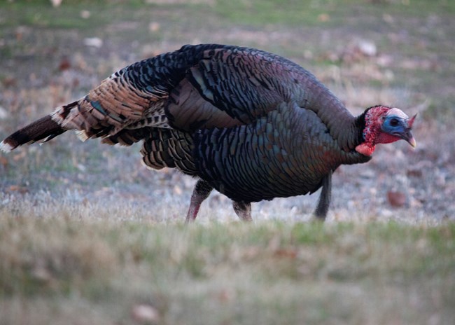 A male wild turkey walking in the grass. Brownish body with iridescent feathers, tan and white tail, small featherless head with blue skin around the eye and red skin on the neck.