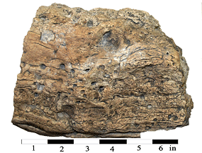 Fossilized wood with burrows