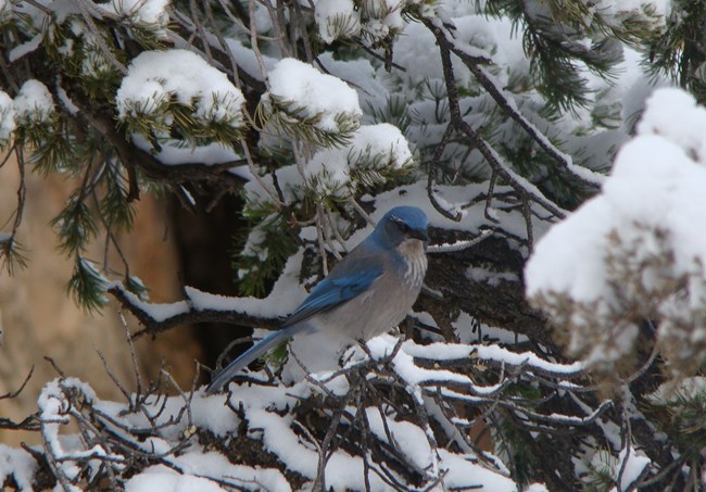 A jay with a blue head and back, gray belly, and a radiating "necklace" of white feathers running down its neck perches in a snow-covered pine tree.