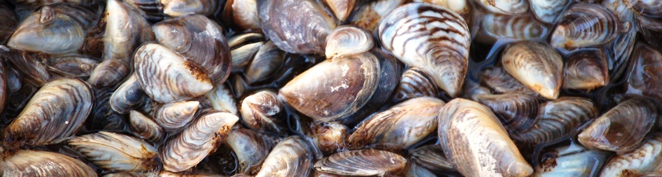 A collection of invasive zebra mussels.