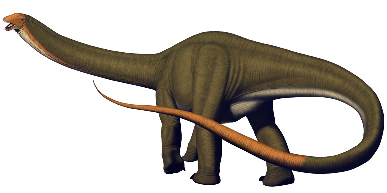 Artwork depicting an apatosaurus dinosaur