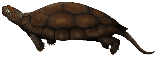 Artist rendition of Dinochelys. Artist rendition of Dinochelys.