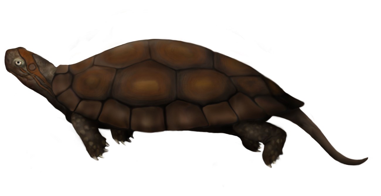 Artwork depicting a dinochelys which is similar to a turtle