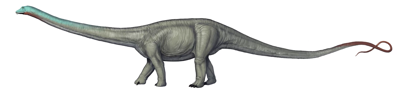 diplodocus Artwork depicting a Diplodocus dinosaur
