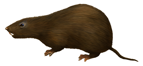 Artist rendition of glirodon